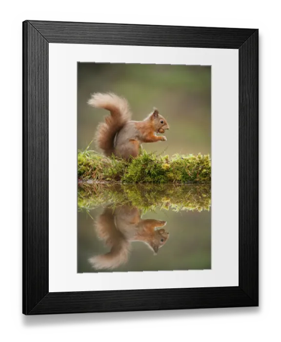 Framed Print : Red squirrel (Sciurus vulgaris) at woodland pool, feeding on nut, Scotland, UK, November Framed Print : Red squirrel (Sciurus vulgaris) at woodland pool, feeding on nut, Scotland, UK, November