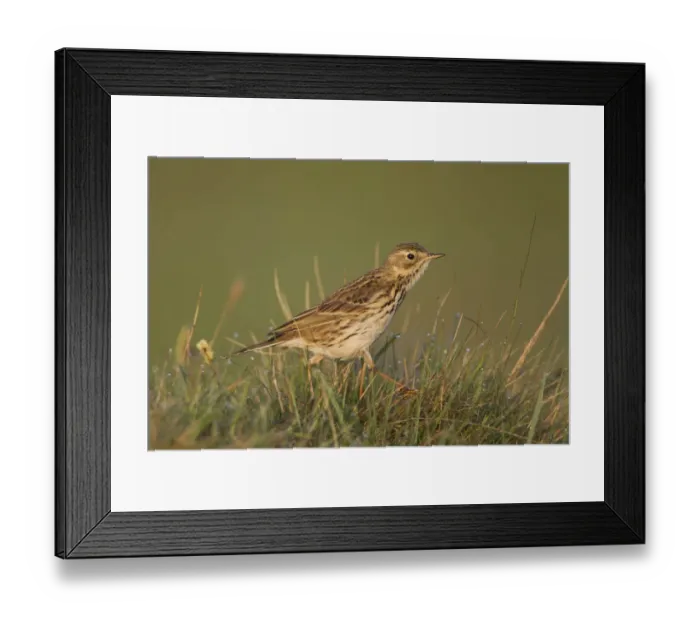 Framed Print : Meadow pipit (Anthus pratensis) on ground in rough grassland, Scotland, UK, May 2010 Framed Print : Meadow pipit (Anthus pratensis) on ground in rough grassland, Scotland, UK, May 2010