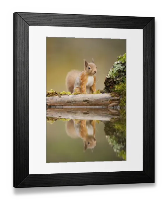 Framed Print : Red squirrel (Sciurus vulgaris) at woodland pool, Scotland, UK, November Framed Print : Red squirrel (Sciurus vulgaris) at woodland pool, Scotland, UK, November
