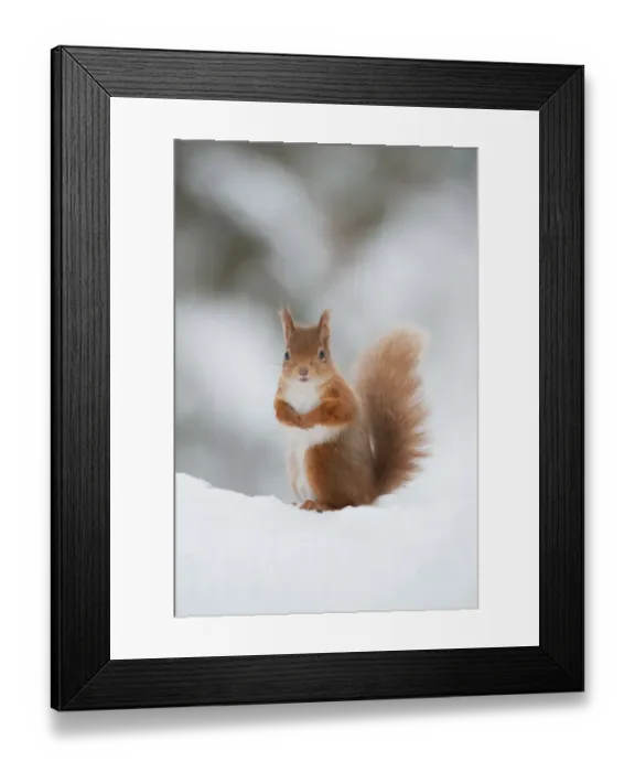 Framed Print : Red Squirrel (Sciurus vulgaris) adult in snow, Cairngorms National Park, Scotland