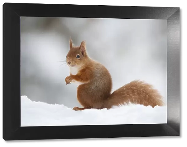 Red Squirrel (Sciurus vulgaris) adult in snow, Cairngorms National Park, Scotland