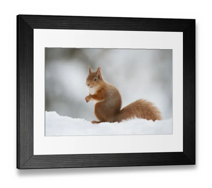 Framed Print : Red Squirrel (Sciurus vulgaris) adult in snow, Cairngorms National Park, Scotland Framed Print : Red Squirrel (Sciurus vulgaris) adult in snow, Cairngorms National Park, Scotland