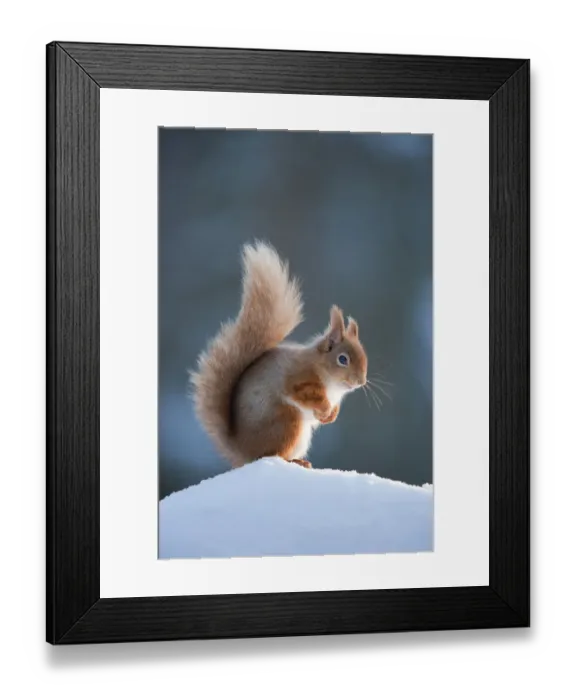 Framed Print : Red Squirrel (Sciurus vulgaris) adult in snow, Cairngorms National Park, Scotland Framed Print : Red Squirrel (Sciurus vulgaris) adult in snow, Cairngorms National Park, Scotland