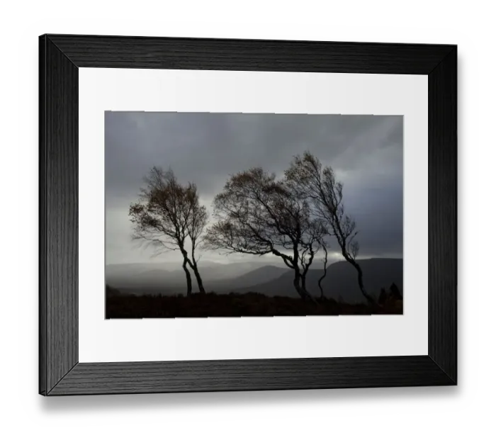 Framed Print : Windswept Silver birch trees (Betula pendula) silhouetted against sky, Cairngorms National Park Framed Print : Windswept Silver birch trees (Betula pendula) silhouetted against sky, Cairngorms National Park