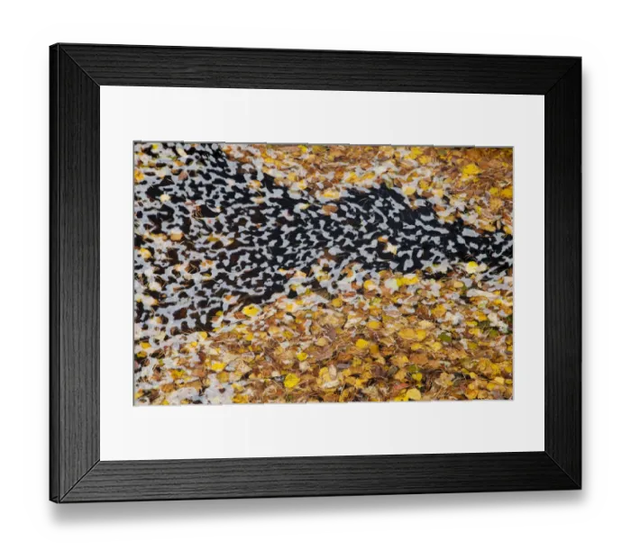 Framed Print : Fallen Silver birch leaves (Betula sylvestris) and foam swirling in river eddy, Glen Affric Framed Print : Fallen Silver birch leaves (Betula sylvestris) and foam swirling in river eddy, Glen Affric