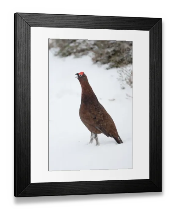 Framed Print : Adult male Red Grouse (Lagopus lagopus scoticus) in snow, Cairngorms NP, Scotland Framed Print : Adult male Red Grouse (Lagopus lagopus scoticus) in snow, Cairngorms NP, Scotland