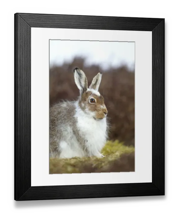 Framed Print : Mountain hare (Lepus timidus) with partial winter coat, Scotland, UK, April Framed Print : Mountain hare (Lepus timidus) with partial winter coat, Scotland, UK, April