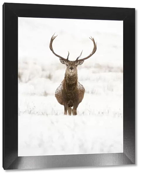 Portrait of Red deer stag (Cervus elaphus) on open moorland in snow, Cairngorms NP