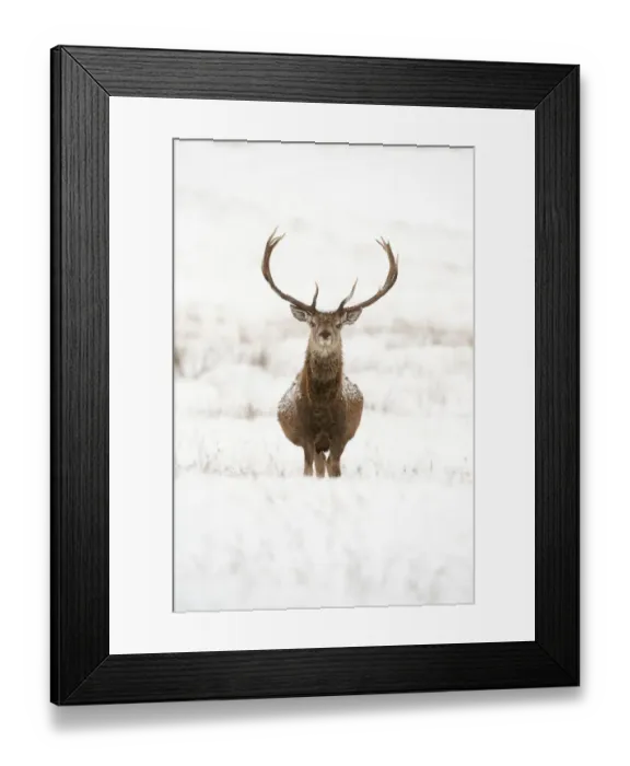 Framed Print : Portrait of Red deer stag (Cervus elaphus) on open moorland in snow, Cairngorms NP Framed Print : Portrait of Red deer stag (Cervus elaphus) on open moorland in snow, Cairngorms NP