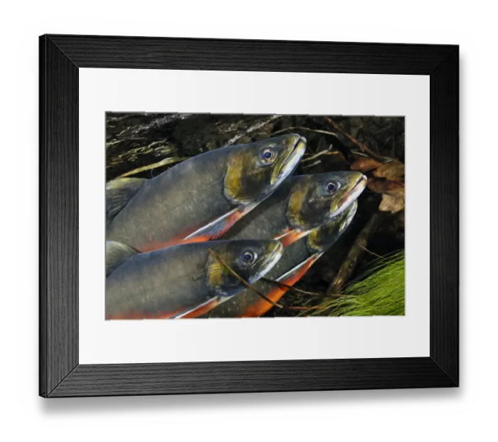 Framed Print : Arctic charr (Salvelinus alpinus) males showing breeding colours, in spawning river Framed Print : Arctic charr (Salvelinus alpinus) males showing breeding colours, in spawning river