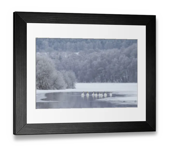 Framed Print : Group of Mute swans (Cygnus olor) on a partially frozen loch, Loch Laggan, Creag Meagaidh NNR Framed Print : Group of Mute swans (Cygnus olor) on a partially frozen loch, Loch Laggan, Creag Meagaidh NNR
