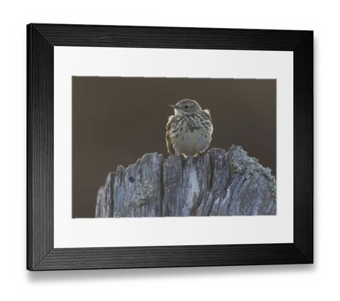 Framed Print : Backlit Meadow pipit (Anthus pratensis) perched on an old post, Scotland, UK, May 2010 Framed Print : Backlit Meadow pipit (Anthus pratensis) perched on an old post, Scotland, UK, May 2010