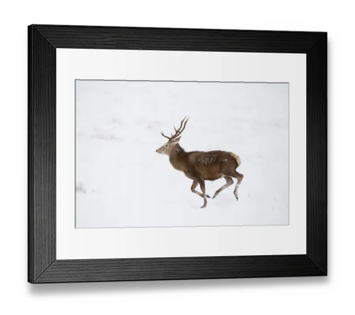 Framed Print : Red deer stag (Cervus elaphus) on open moorland, running in snow, Cairngorms NP, Scotland Framed Print : Red deer stag (Cervus elaphus) on open moorland, running in snow, Cairngorms NP, Scotland