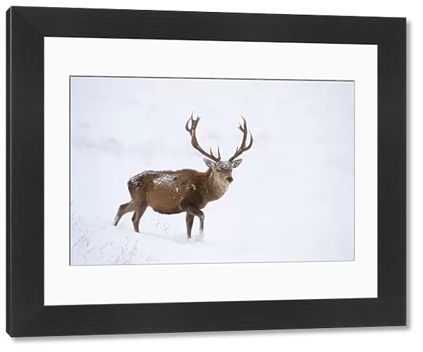 Red deer stag (Cervus elaphus) walking on open moorland in snow, Cairngorms NP, Scotland