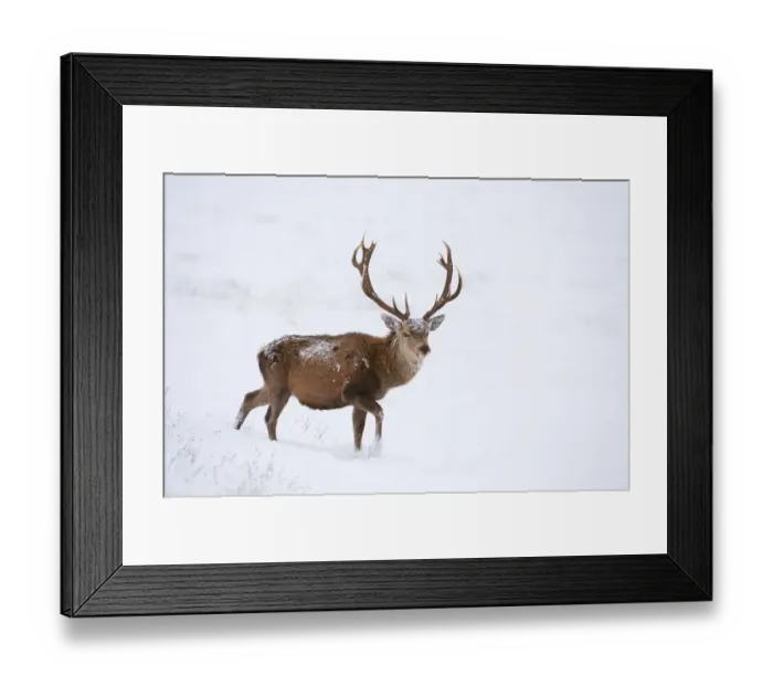 Framed Print : Red deer stag (Cervus elaphus) walking on open moorland in snow, Cairngorms NP, Scotland Framed Print : Red deer stag (Cervus elaphus) walking on open moorland in snow, Cairngorms NP, Scotland