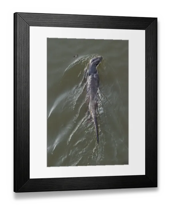Framed Print : European river otter (Lutra lutra) viewed from bridge, Dorset, UK, December Framed Print : European river otter (Lutra lutra) viewed from bridge, Dorset, UK, December