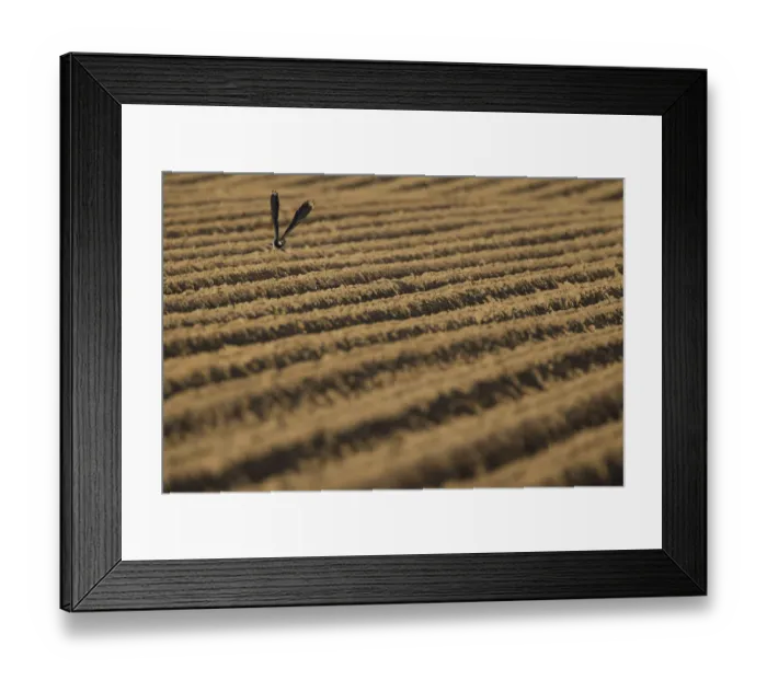Framed Print : Lapwing (Vanellus vanellus) flying low over a ploughed field, Scotland, UK, June 2010