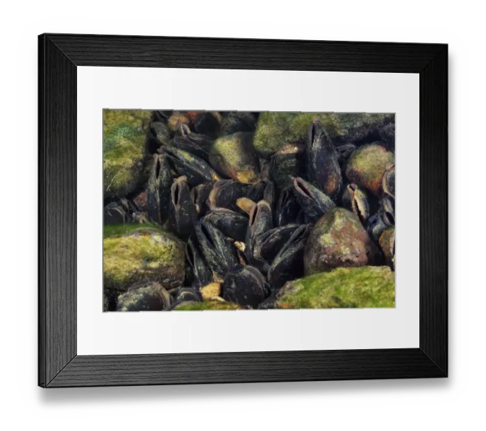 Framed Print : Freshwater pearl mussels (Margaritifera margaritifera) on river bed, Ennerdale Valley Framed Print : Freshwater pearl mussels (Margaritifera margaritifera) on river bed, Ennerdale Valley