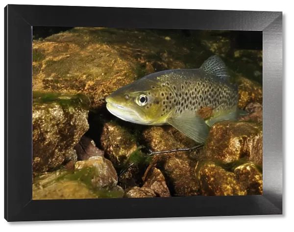 Brown trout (Salmo trutta), Ennerdale Valley, Lake District NP, Cumbria, England