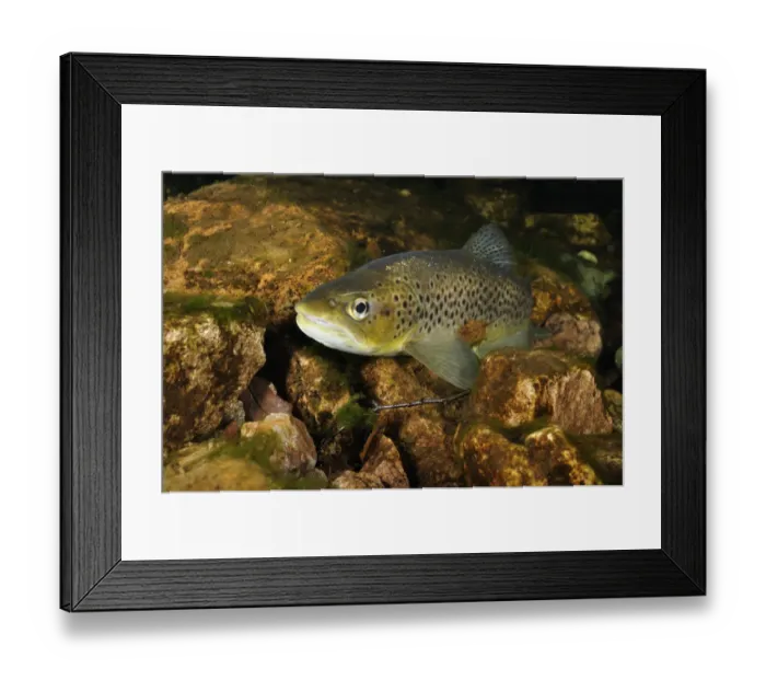 Framed Print : Brown trout (Salmo trutta), Ennerdale Valley, Lake District NP, Cumbria, England Framed Print : Brown trout (Salmo trutta), Ennerdale Valley, Lake District NP, Cumbria, England