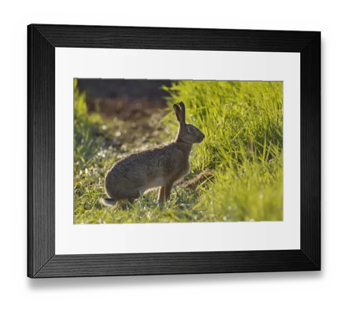 Framed Print : Brown hare (Lepus europaeus) in an arable field, Scotland, UK, May 2010 Framed Print : Brown hare (Lepus europaeus) in an arable field, Scotland, UK, May 2010