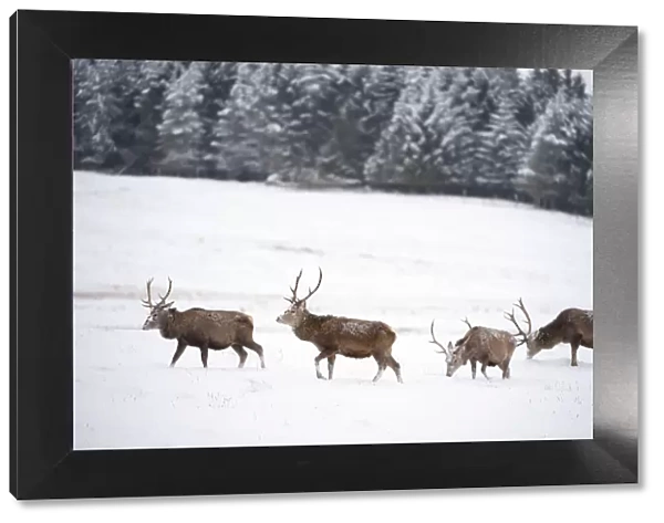 Four Red deer stags (Cervus elaphus) walking and grazing on open snow-covered moorland