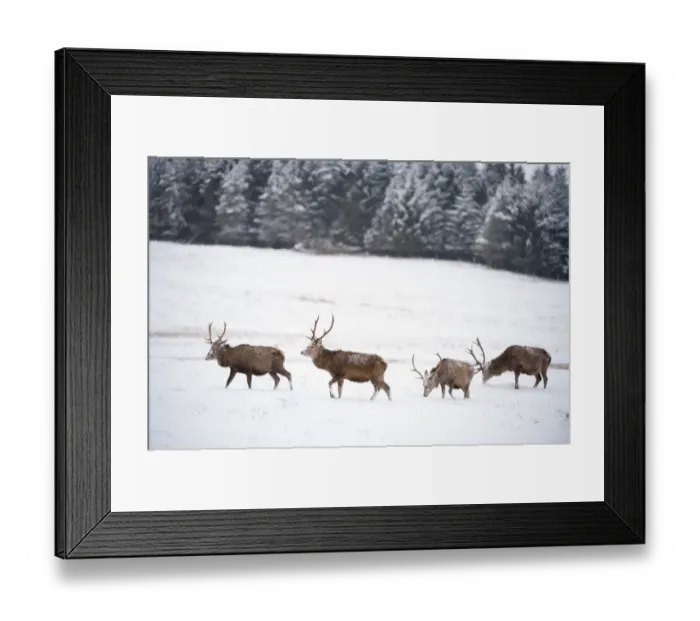 Framed Print : Four Red deer stags (Cervus elaphus) walking and grazing on open snow-covered moorland Framed Print : Four Red deer stags (Cervus elaphus) walking and grazing on open snow-covered moorland
