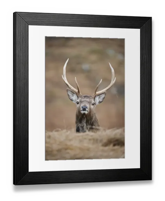 Framed Print : Portrait of Red deer (Cervus elaphus) stag, Lochaber, West Highlands, Scotland, February Framed Print : Portrait of Red deer (Cervus elaphus) stag, Lochaber, West Highlands, Scotland, February