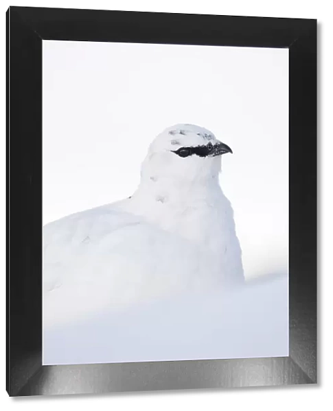 Rock ptarmigan (Lagopus mutus) close-up portrait in winter plumage, Cairngorms NP