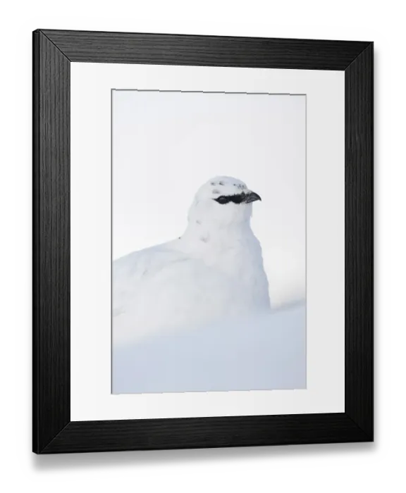 Framed Print : Rock ptarmigan (Lagopus mutus) close-up portrait in winter plumage, Cairngorms NP Framed Print : Rock ptarmigan (Lagopus mutus) close-up portrait in winter plumage, Cairngorms NP