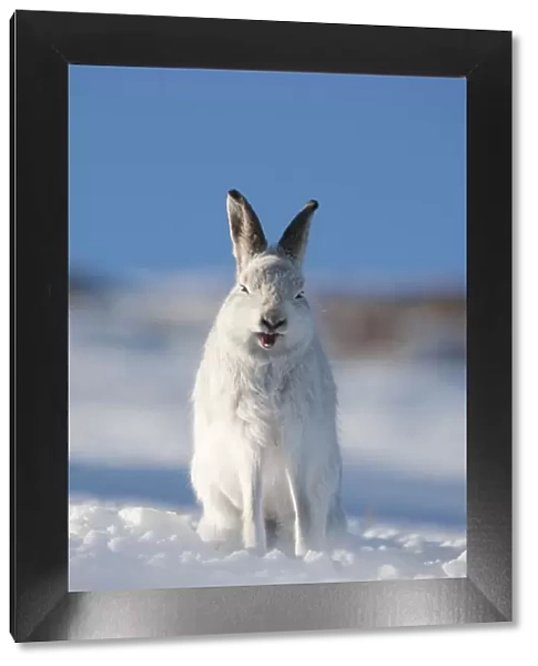 Mountain hare (Lepus timidus) in winter coat, sitting in snow, yawning, Scotland