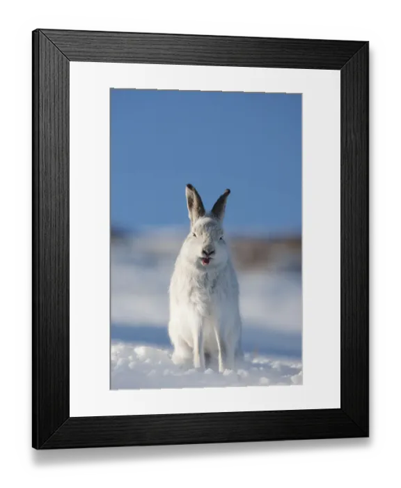 Framed Print : Mountain hare (Lepus timidus) in winter coat, sitting in snow, yawning, Scotland Framed Print : Mountain hare (Lepus timidus) in winter coat, sitting in snow, yawning, Scotland
