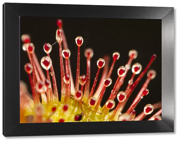 Close-up of the tentacles of a Sundew (Drosera rotundifolia), with secretions of mucilage