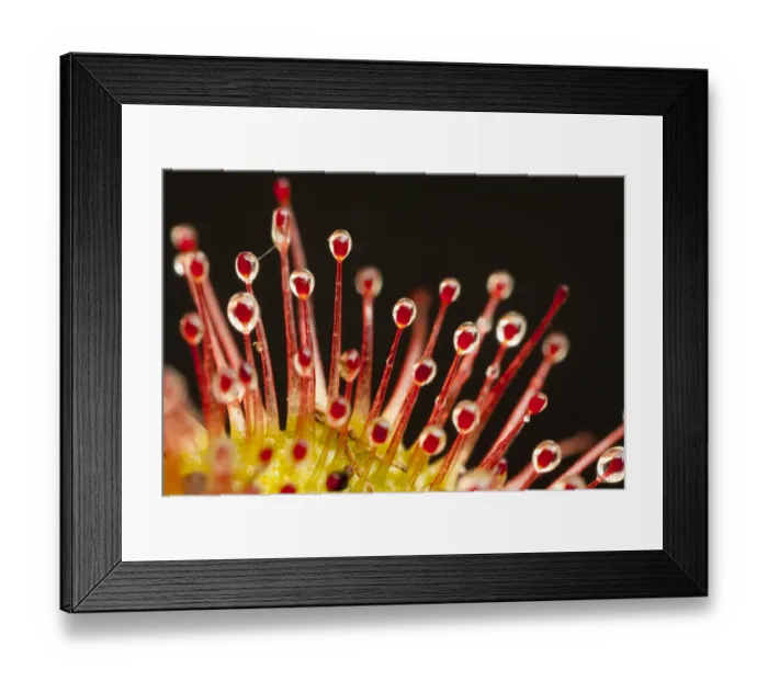Framed Print : Close-up of the tentacles of a Sundew (Drosera rotundifolia), with secretions of mucilage Framed Print : Close-up of the tentacles of a Sundew (Drosera rotundifolia), with secretions of mucilage