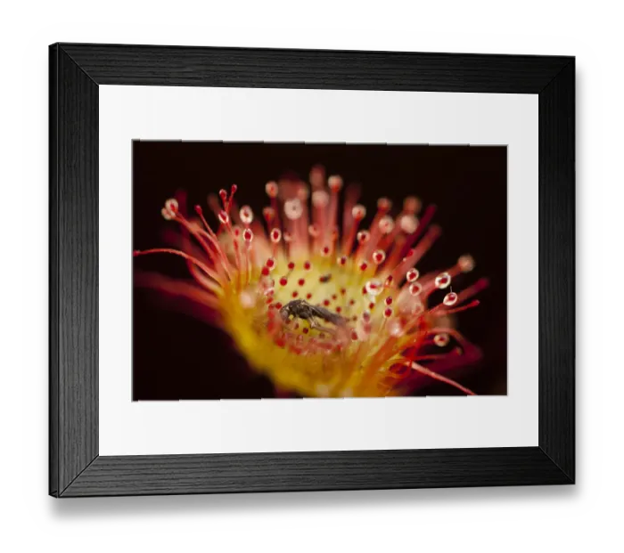 Framed Print : Close-up of of a Sundew (Drosera rotundifolia), with secretions of mucilage and a captured insect