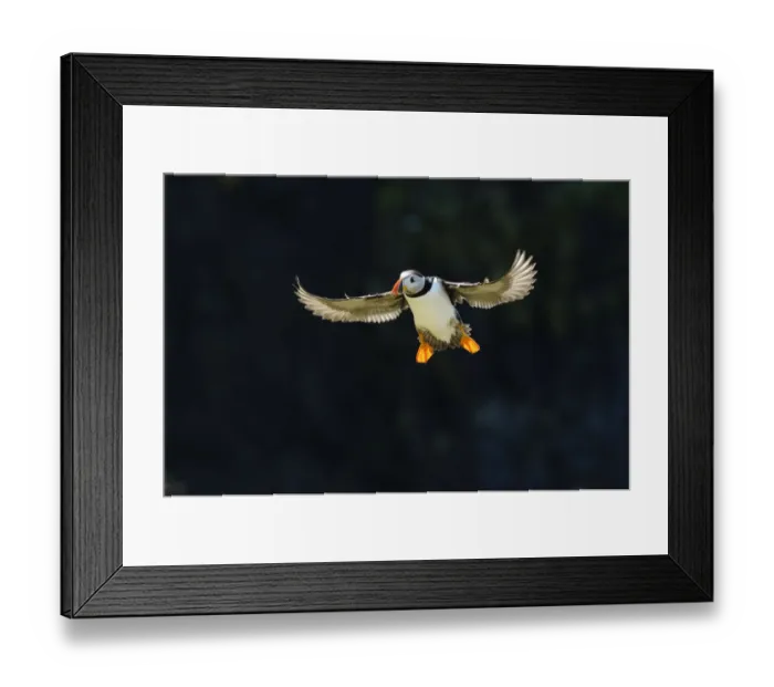 Framed Print : Adult Atlantic puffin (Fratercula arctica) in flight in summer, backlit, Isle of Lunga Framed Print : Adult Atlantic puffin (Fratercula arctica) in flight in summer, backlit, Isle of Lunga