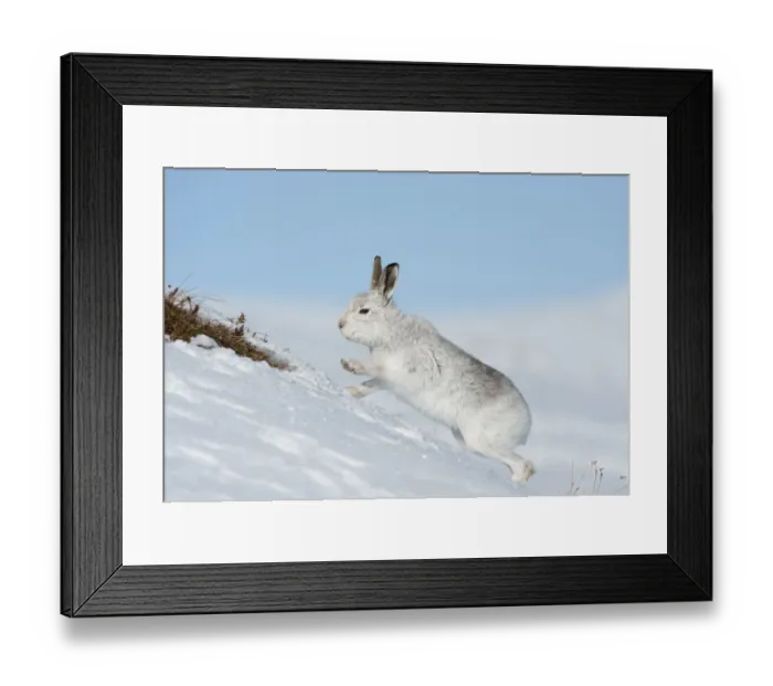 Framed Print : Mountain hare (Lepus timidus) scratching for food in the snow, Scotland, UK, February Framed Print : Mountain hare (Lepus timidus) scratching for food in the snow, Scotland, UK, February