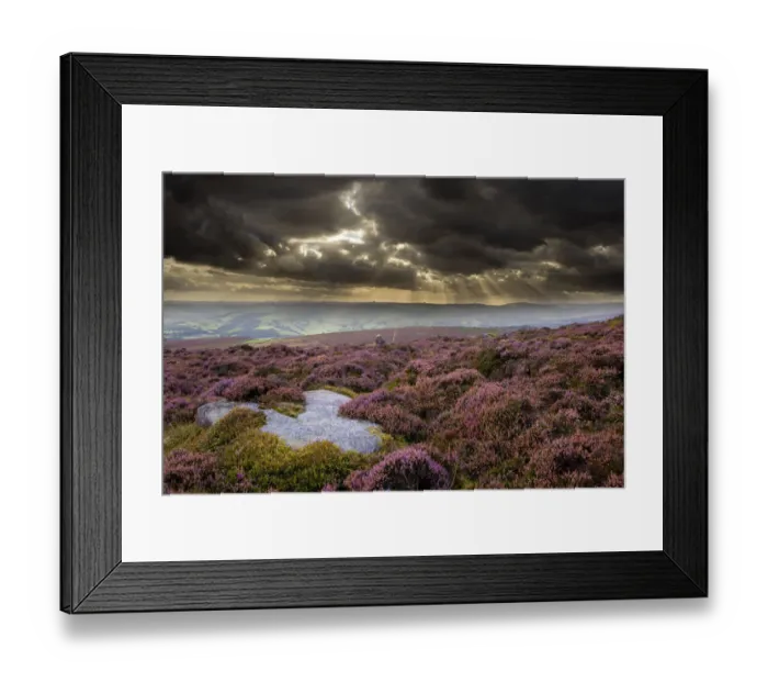 Framed Print : Scenic view of moorland habitat showing flowering heather (Ericaceae sp) in foreground Framed Print : Scenic view of moorland habitat showing flowering heather (Ericaceae sp) in foreground