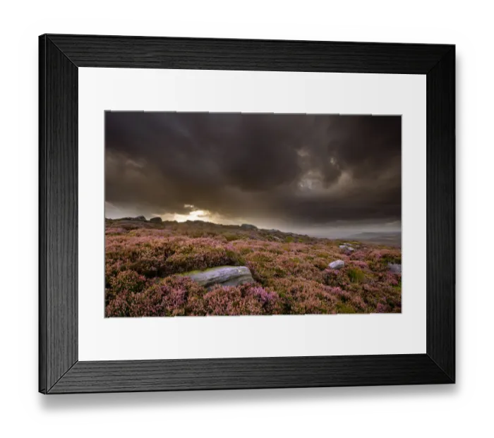 Framed Print : Scenic view of moorland habitat showing flowering heather (Ericaceae sp) in foreground
