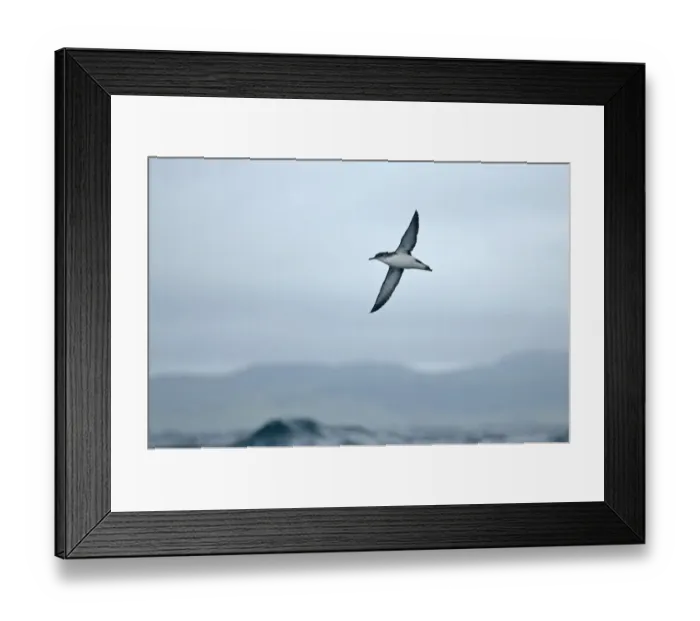Framed Print : Manx shearwater (Puffinus puffinus) adult in flight over sea, near Ardnamurchan Point