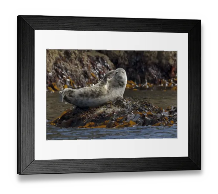 Framed Print : Atlantic grey seal (Halichoerus grypus) hauled out on rocks at the Cairns of Coll Framed Print : Atlantic grey seal (Halichoerus grypus) hauled out on rocks at the Cairns of Coll