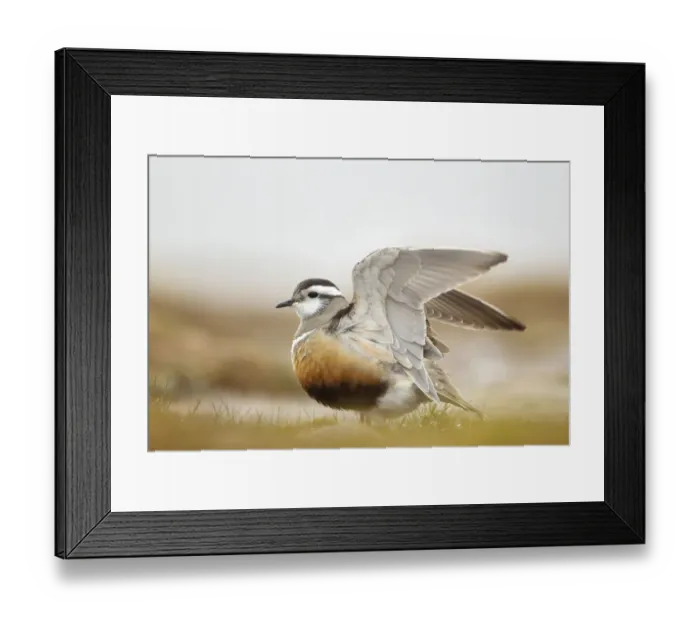 Framed Print : Adult Eurasian dotterel (Charadrius morinellus) with wings partially raised in Framed Print : Adult Eurasian dotterel (Charadrius morinellus) with wings partially raised in