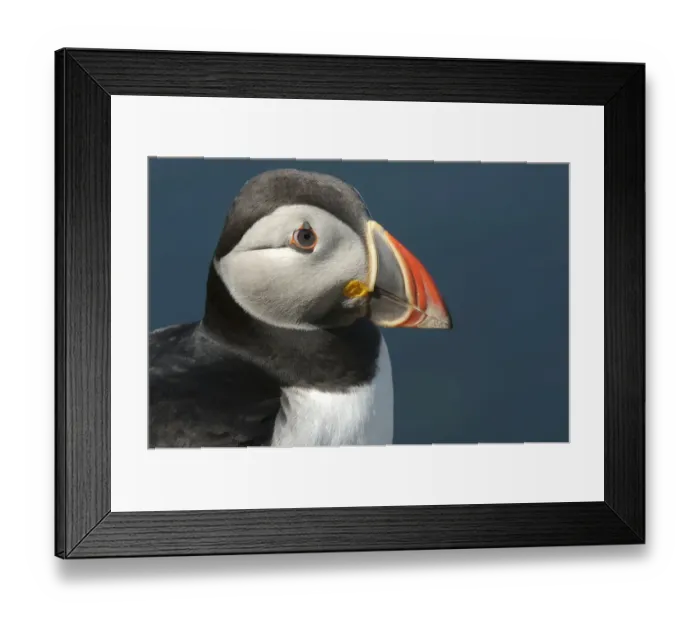 Framed Print : Portrait of adult Atlantic puffin (Fratercula arctica) in summer plumage, Isle of Lunga Framed Print : Portrait of adult Atlantic puffin (Fratercula arctica) in summer plumage, Isle of Lunga