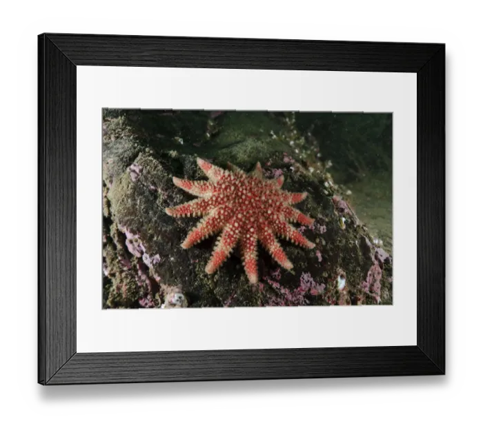 Framed Print : Common Sunstar (Crossaster papposus), St Abbs (St Abbs and Eyemouth Voluntary Marine Reserve) Framed Print : Common Sunstar (Crossaster papposus), St Abbs (St Abbs and Eyemouth Voluntary Marine Reserve)