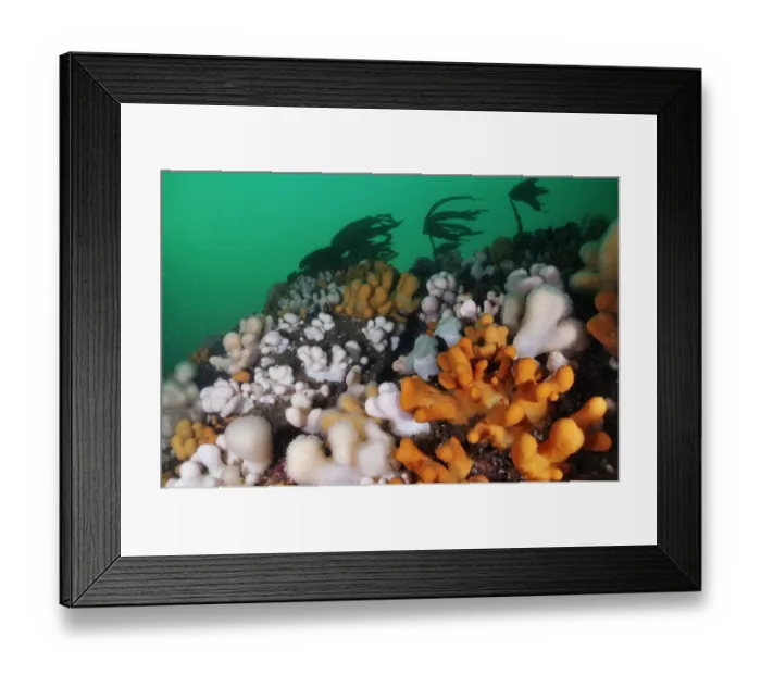 Framed Print : Dead mans fingers (Alcyonium digitatum), growing on rock faces below the kelp