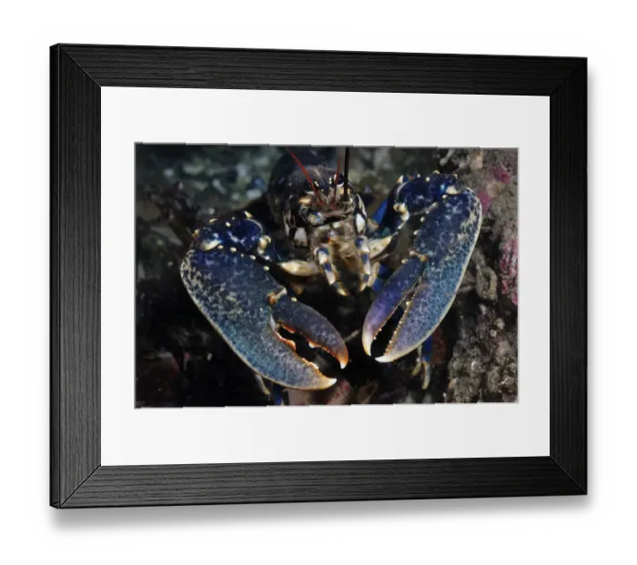 Framed Print : Common Lobster (Homarus gammarus), St Abbs (St Abbs and Eyemouth Voluntary Marine Reserve) Framed Print : Common Lobster (Homarus gammarus), St Abbs (St Abbs and Eyemouth Voluntary Marine Reserve)