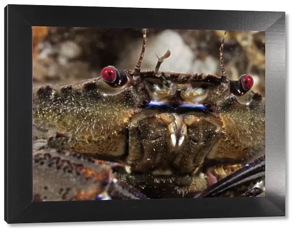 Velvet Swimming Crab (Necora puber  /  Liocarcinus puber), St Abbs (St Abbs and Eyemouth