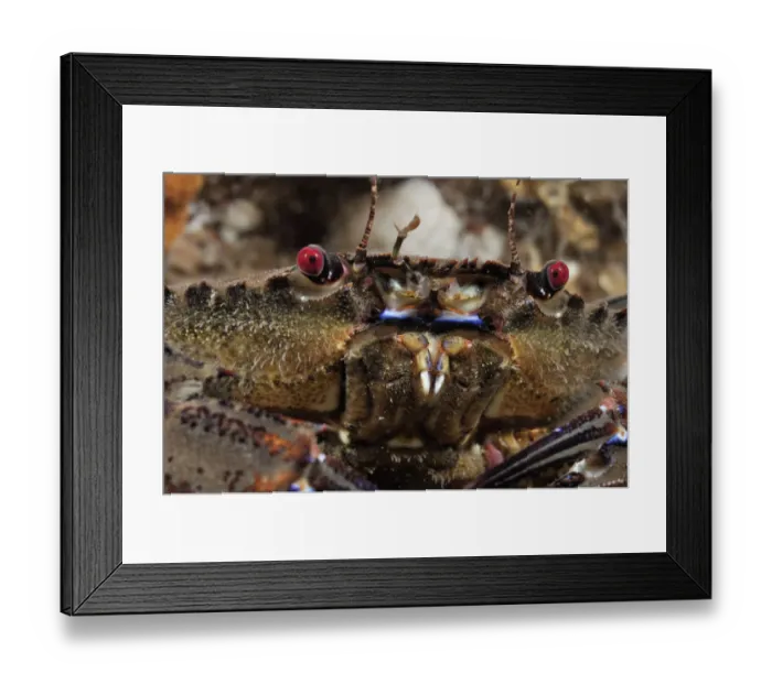 Framed Print : Velvet Swimming Crab (Necora puber / Liocarcinus puber), St Abbs (St Abbs and Eyemouth Framed Print : Velvet Swimming Crab (Necora puber / Liocarcinus puber), St Abbs (St Abbs and Eyemouth