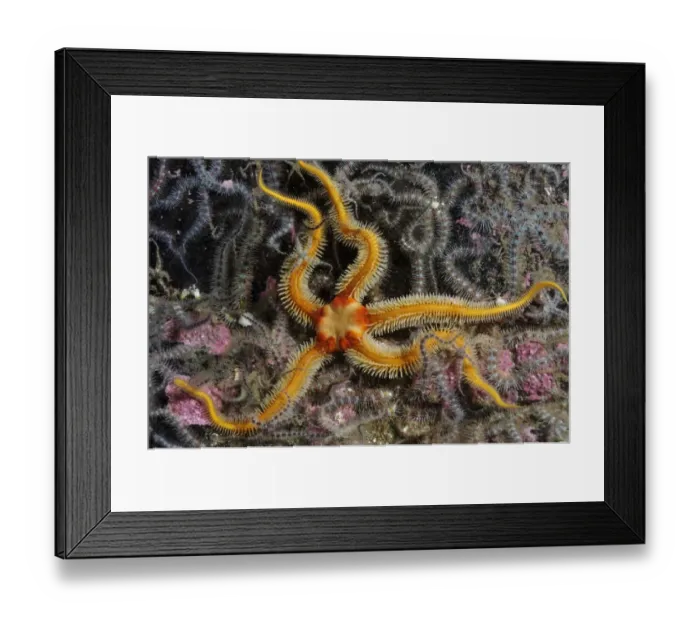 Framed Print : Black brittlestar (Ophiocomina nigra), yellow colour variety, with Common brittlestars Framed Print : Black brittlestar (Ophiocomina nigra), yellow colour variety, with Common brittlestars