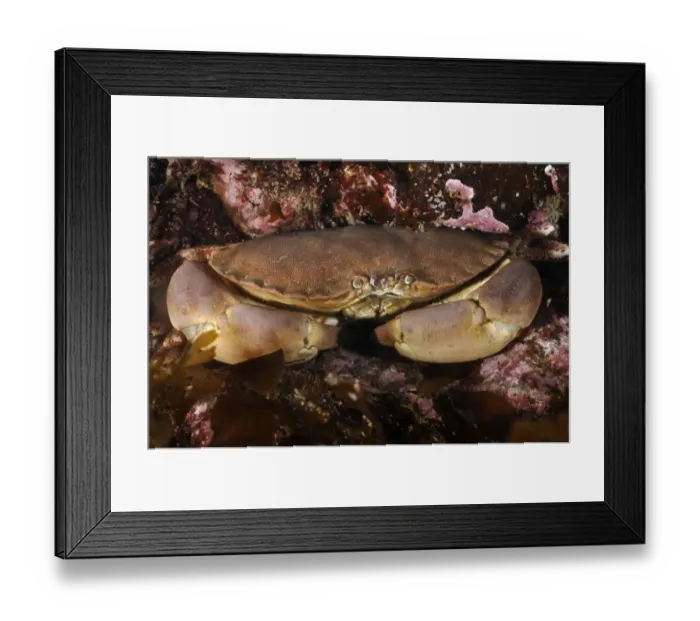 Framed Print : Edible crab (Cancer pagurus), St Abbs (St Abbs and Eyemouth Voluntary Marine Reserve) Framed Print : Edible crab (Cancer pagurus), St Abbs (St Abbs and Eyemouth Voluntary Marine Reserve)